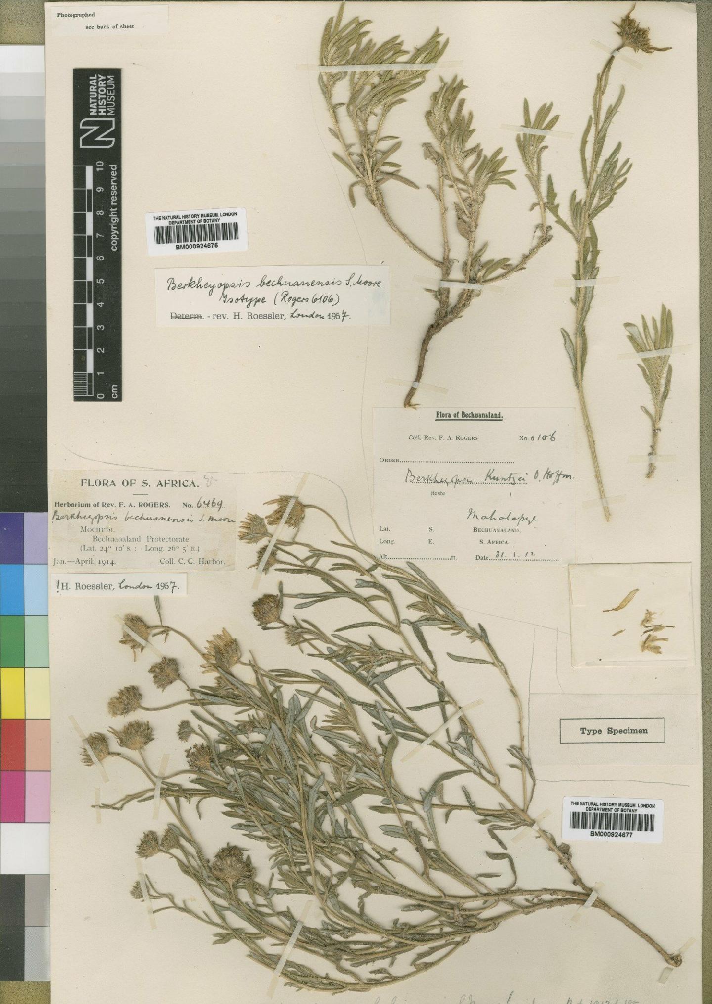 To NHMUK collection (Hirpicium bechuanense (Moore) Roessler; Isotype; NHMUK:ecatalogue:4553260)