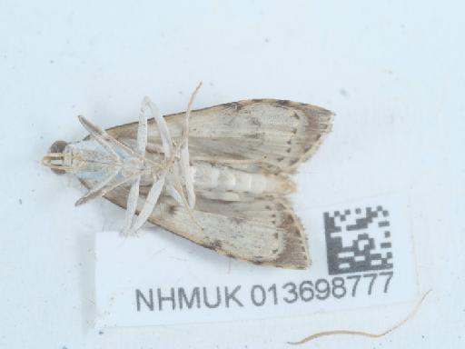 Udea prunalis (Denis & Schiffermüller, 1775) - 013698777_1