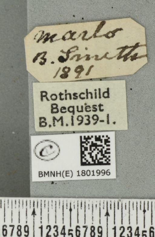Pasiphila rectangulata ab. nigrosericeata Haworth, 1809 - BMNHE_1801996_label_378051