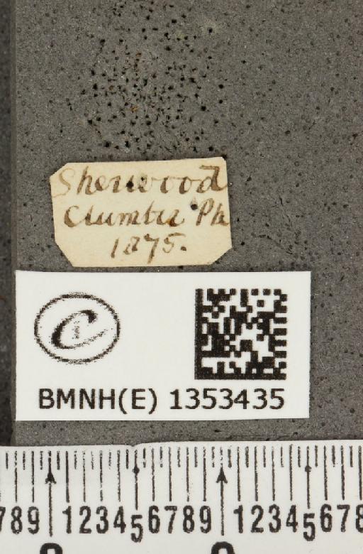 Plebejus argus argus ab. pallida Tutt, 1909 - BMNHE_1353435_label_152567