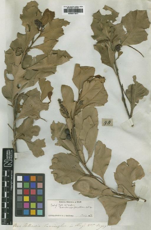 Grevillea agrifolia A.Cunn. ex R.Br. - BM000915612