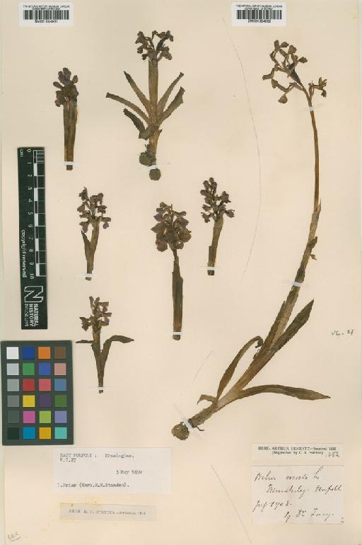 Anacamptis morio (L.) R.M.Bateman, Pridgeon & M.W.Chase - BM001054961.tif