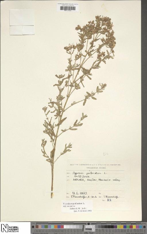 Hypericum perforatum subsp. veronense (Schrank) H.Lindb. - BM001203094