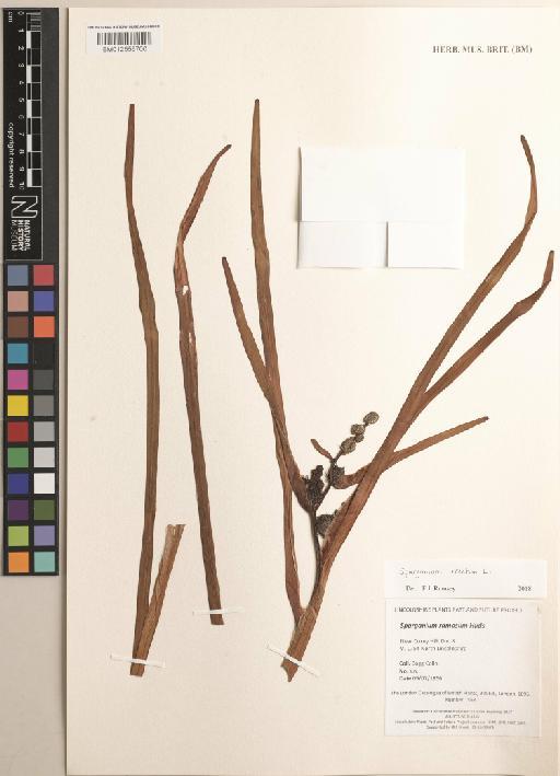 Sparganium erectum L. - BM012556700