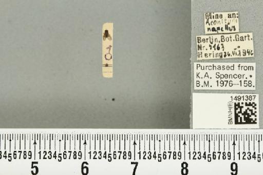 Phytomyza aconitophila Hendel, 1927 - BMNHE_1491387_53011