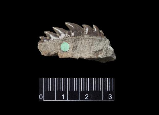 Notidanus dentatus infraphylum Gnathostomata A. S. Woodward 1889 - NHM-UK_P_PV-P-2303a_1.tif