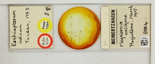 Esthiopterum indicum Tandan, 1973 - 010669479_816425_1429376