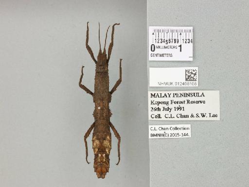 Pylaemenes mitratus (Redtenbacher, 1906) - 012498108_72485_94577