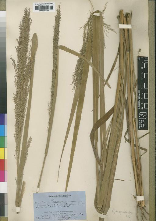 Panicum phragmitoides Stapf - BM000923118