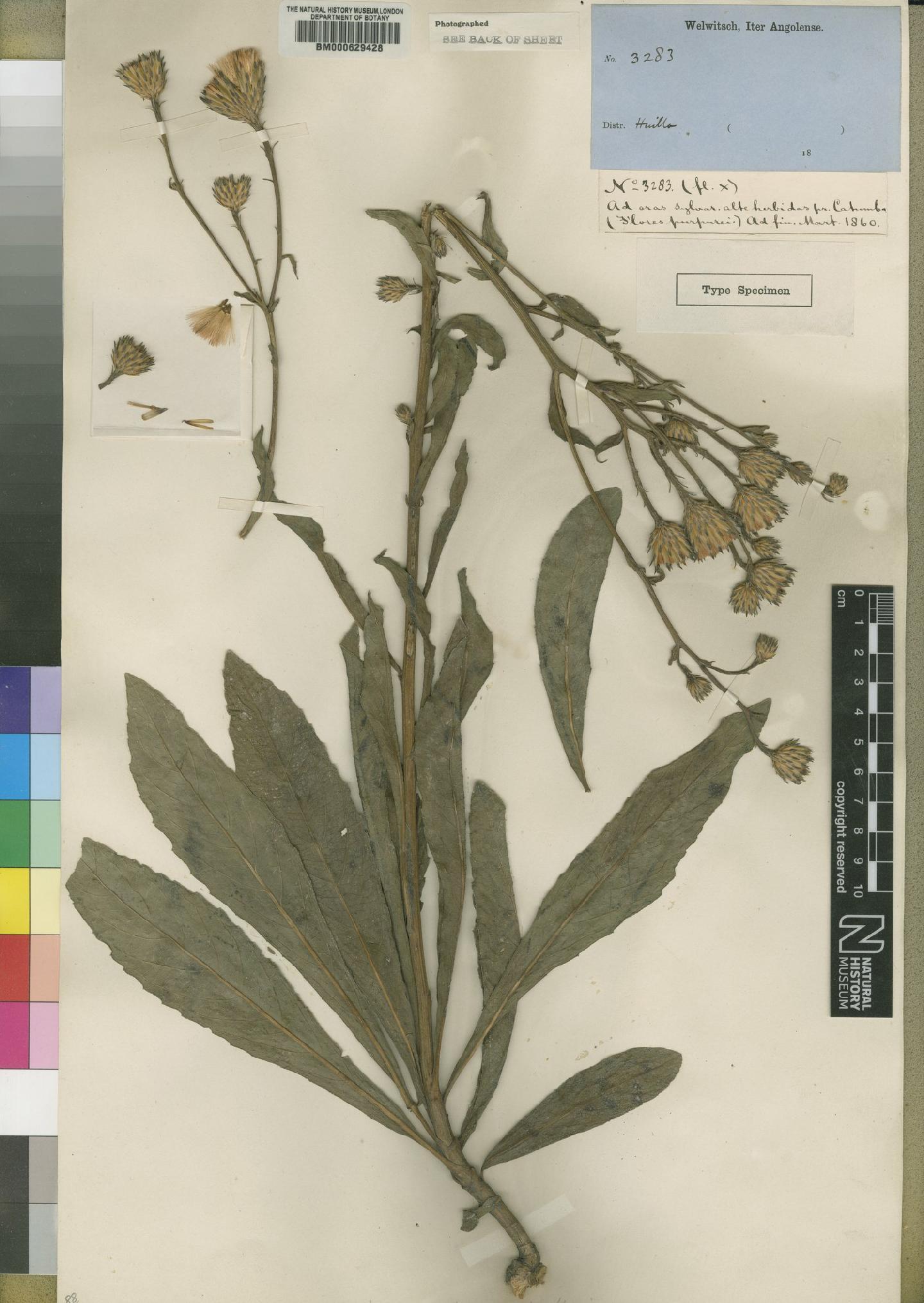 To NHMUK collection (Vernonia huillensis Hiern; Type; NHMUK:ecatalogue:4526381)