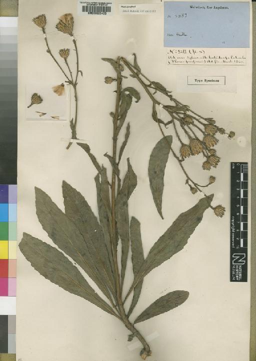 Vernonia huillensis Hiern - BM000629428