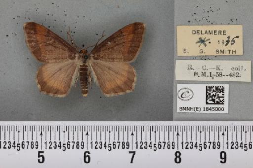 Macaria liturata ab. nigrofulvata Collins, 1905 - BMNHE_1845000_421293