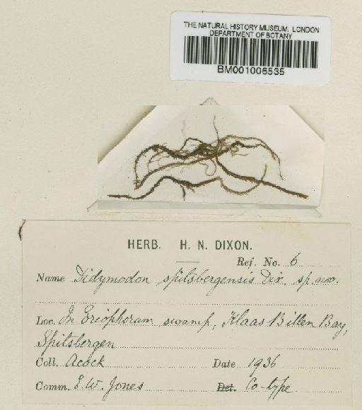 Didymodon asperifolius (Mitt.) H.A.Crum, Steere & L.E.Anderson - BM001006535