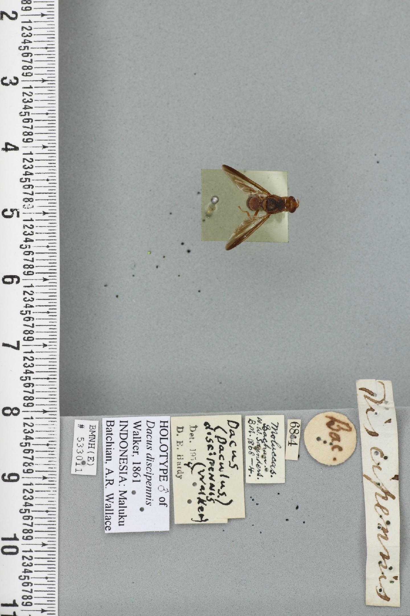 Bactrocera discipennis
