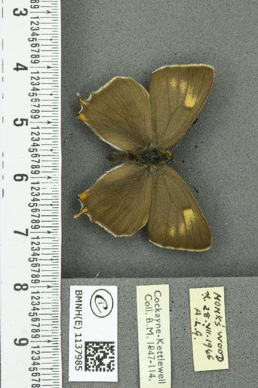 Thecla betulae ab. spinosae Gerhard, 1853 - BMNHE_1137985_95113