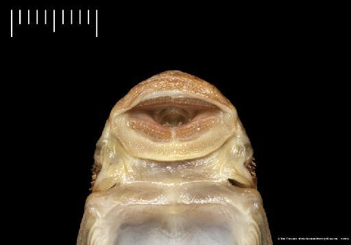 Xenocara heterorhynchus Regan, 1912 - BMNH 1911.12.20.35-36, SYNTYPES, Xenocara heterorhynchus_a, mouth