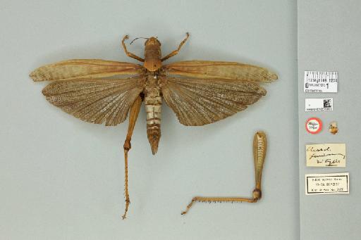 Valanga nigricornis fumosa (Walker, 1870) - 010576855_71900_91490