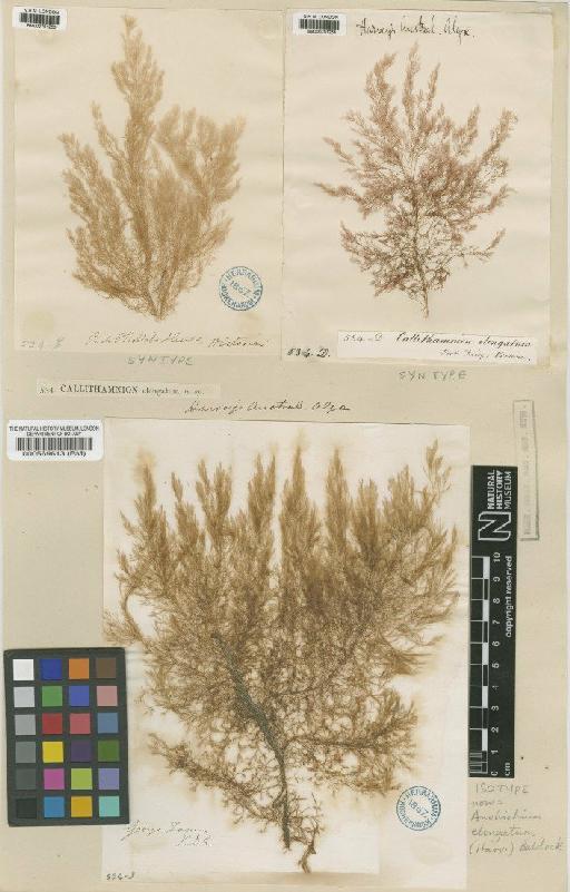 Anotrichium elongatum (Harv.) Baldock - BM000701253