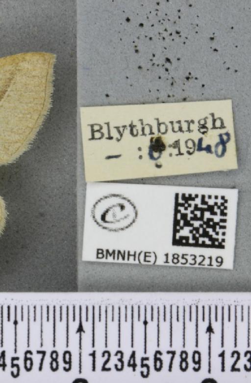 Petrophora chlorosata (Scopoli, 1763) - BMNHE_1853219_label_425962
