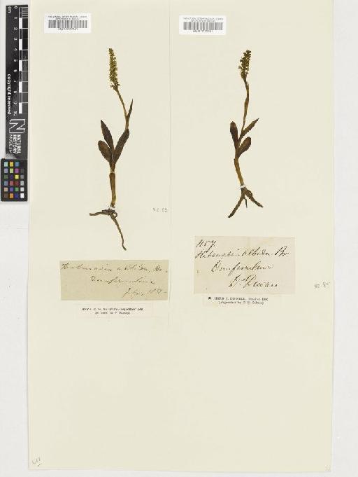 Pseudorchis albida (L.) Á.Löve & D.Löve - BM001072241