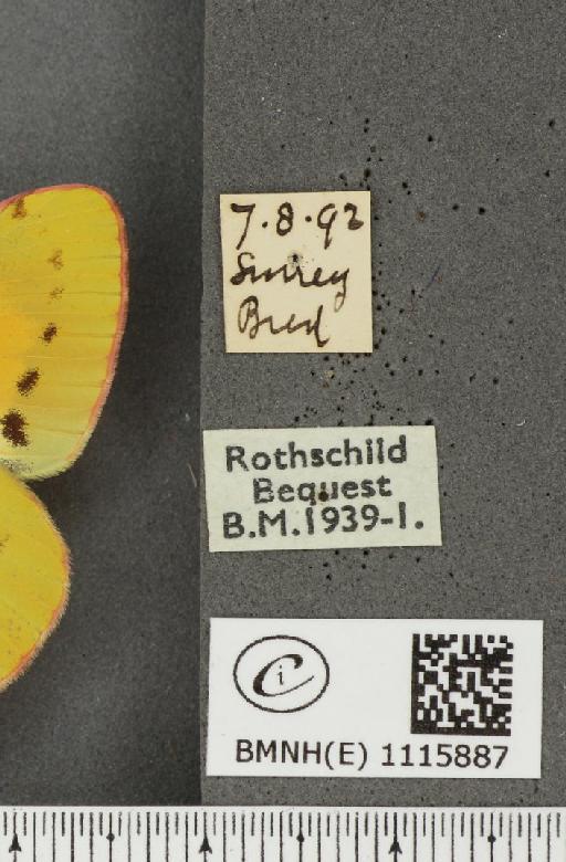Colias croceus (Geoffroy, 1785) - BMNHE_1115887_label_72573