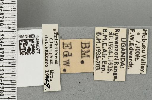 Trirhithrum meladiscum Munro, 1938 - BMNHE_1466077_label_27316