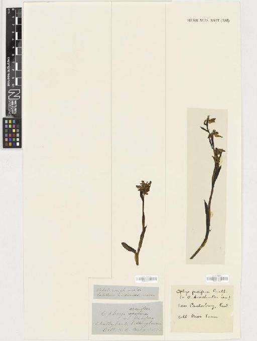 Ophrys sphegodes Mill. - BM001164739