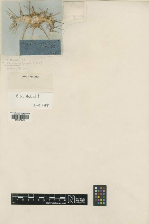 Astragalus thracicus Griseb. - BM000750970