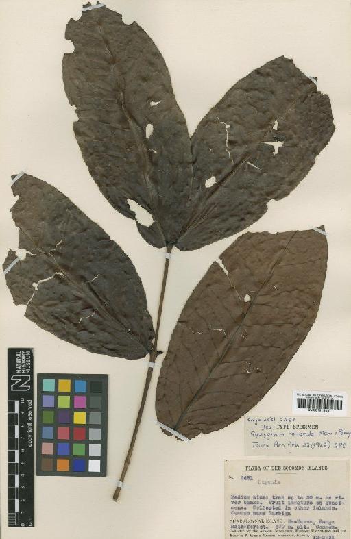 Eugenia nemoralis DC. - BM001015437