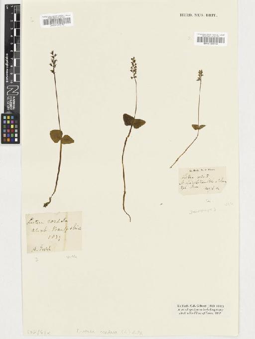 Neottia cordata (L.) Rich. - BM001003120