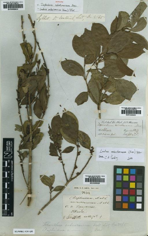 Lindera melastomacea Fern.-Vill. - BM000888229