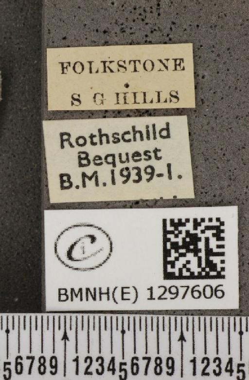 Polyommatus icarus icarus ab. apicata-thetis Tutt, 1910 - BMNHE_1297606_label_147916