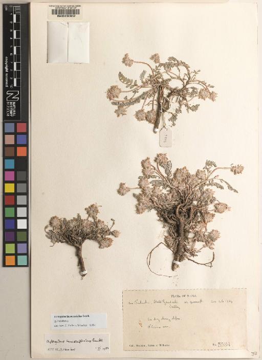 Astragalus L. - BM000600857