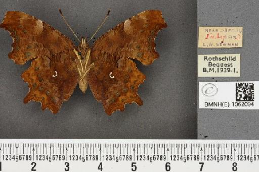 Polygonia c-album ab. castanea Verity, 1950 - BMNHE_1062094_22892