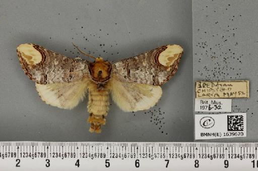 Phalera bucephala bucephala (Linnaeus, 1758) - BMNHE_1639670_208824