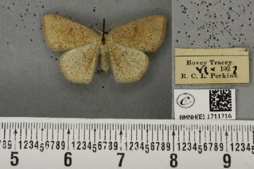 Cyclophora porata (Linnaeus, 1767) - BMNHE_1711716_275848