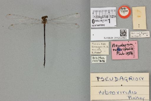 Pseudagrion rubroviridis Pinhey, 1955 - 011250490_dorsal