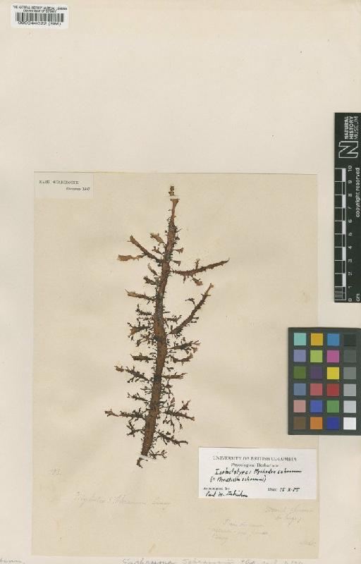 Meristiella schrammii (P.Crouan & H.Crouan) P.W.Gabrielson & D.P.Cheney - BM000044022