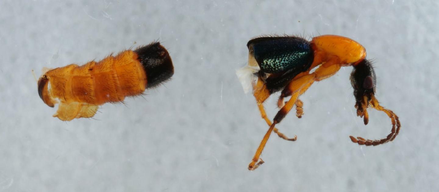 Paederus riparius
