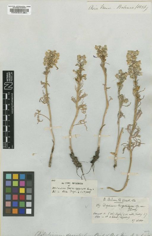 Delphinium dasystachyon Boiss. & Bal. - BM000565669