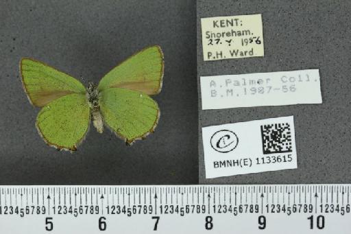 Callophrys rubi rubi (Linnaeus, 1758) - BMNHE_1133615_97477