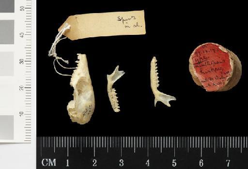 Sminthopsis hirtipes Thomas, 1898 - 1897.12.17.1_Skull_Lateral