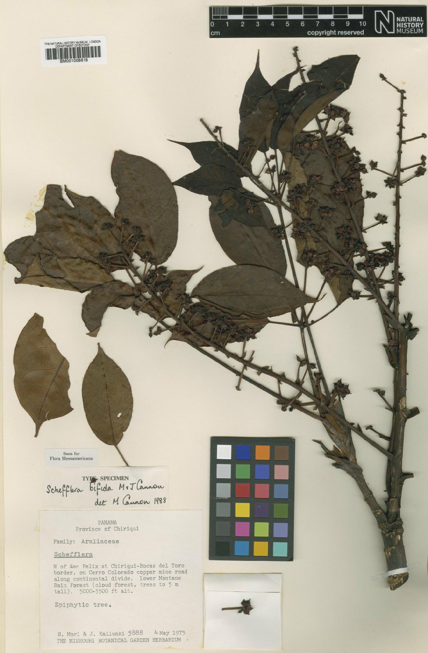 Schefflera bifida