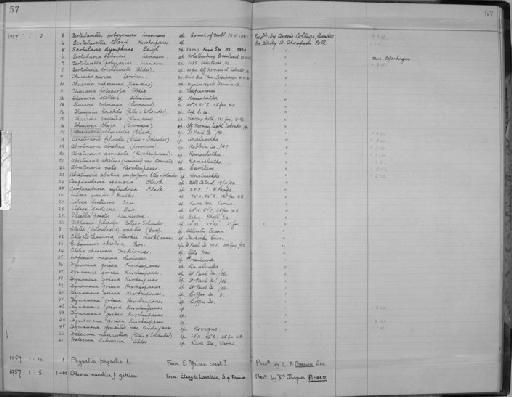 Thuiaria cupressina Linnaeus, 1758 - Zoology Accessions Register: Coelenterata: 1951 - 1958: page 57