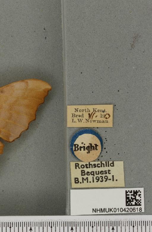 Laothoe populi ab. rufa Gillmer, 1904 - NHMUK_010420618_label_526777