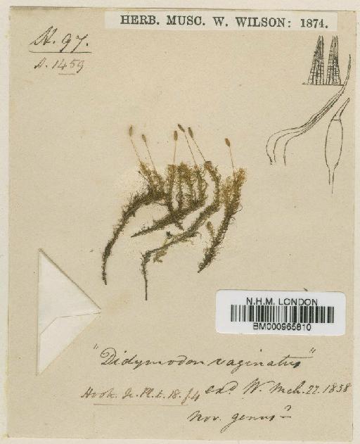 Symblepharis vaginata (Hook. ex Harv.) Wijk & Margad. - BM000965810