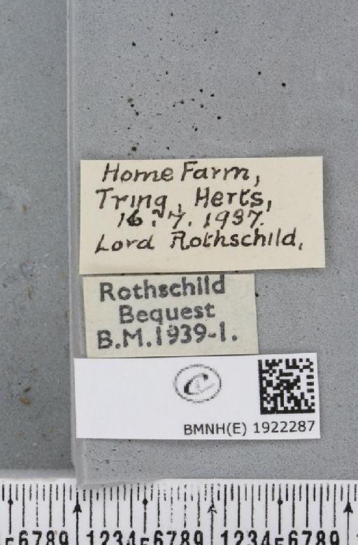 Alcis repandata repandata (Linnaeus, 1758) - BMNHE_1922287_label_477523