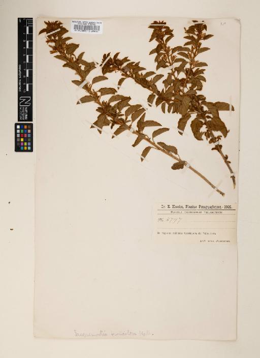 Jacquemontia fruticulosa Hallier f. - 000089516
