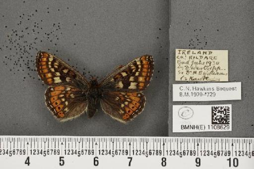 Euphydryas aurinia f. hibernica Birchall, 1873 - BMNHE_1108629_48386