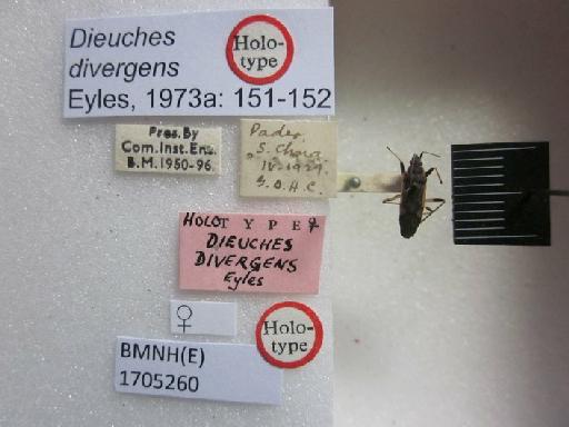 Dieuches divergens Eyles, 1973 - Dieuches divergens-BMNH(E)1705260-Holotype Female Labels